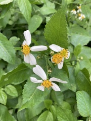 Bidens alba