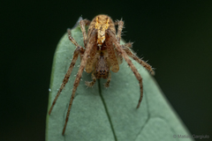 Allende nigrohumeralis