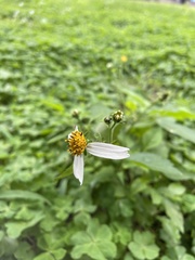 Bidens alba
