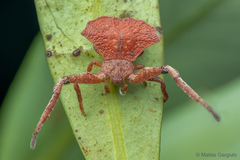 Coenypha edwardsi