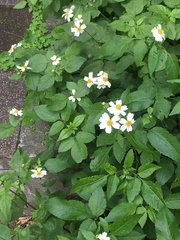 Bidens alba