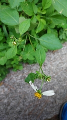 Bidens alba
