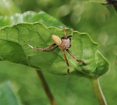 Argiope