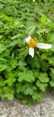 Bidens alba