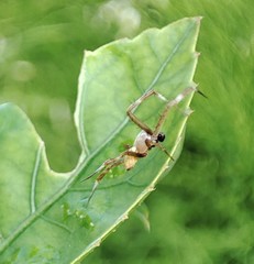 Argiope