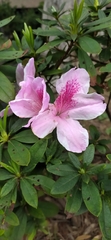 Rhododendron