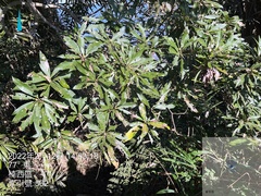 Machilus japonica