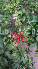 Ixora