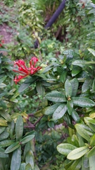 Ixora