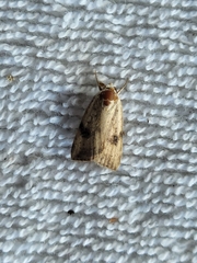 Micrathetis