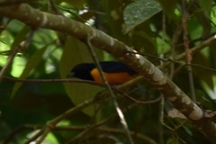 Euphonia rufiventris