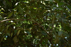 Euphonia rufiventris