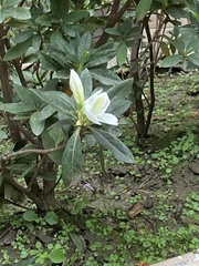 Rhododendron