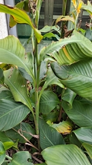 Canna indica