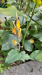 Canna indica