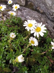 Celmisia bellidioides