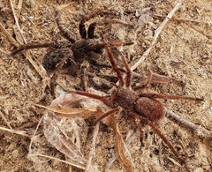 Ancylometes concolor