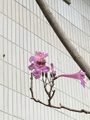 Handroanthus