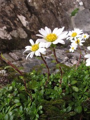 Celmisia bellidioides