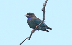 Eurystomus orientalis pacificus