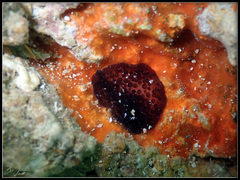 Acanthozoon