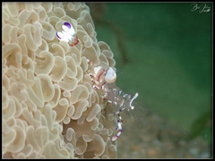 Ancylomenes speciosus