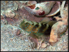 Cryptocentrus fasciatus