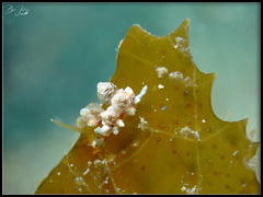 Eubranchus inabai