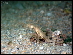 Acentronura breviperula