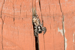 Holoplatys semiplanata