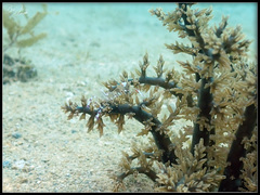 Ancylomenes speciosus