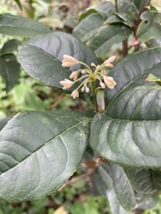Osmanthus