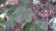 Neomillspaughia emarginata