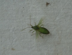 Savius rufomarginatus
