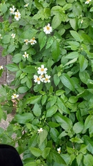 Bidens alba