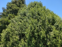 Cupressus torulosa