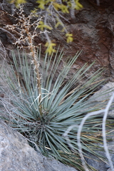 Yucca rostrata