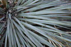 Yucca rostrata
