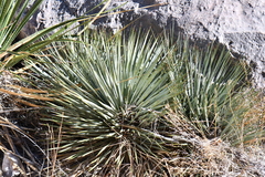 Yucca rostrata