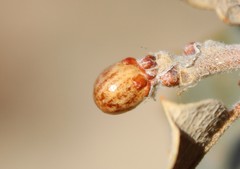 Andricus coconinoensis