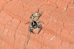 Holoplatys semiplanata