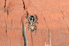 Holoplatys semiplanata