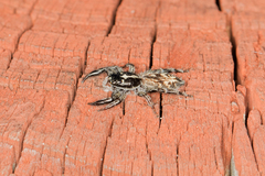 Holoplatys semiplanata