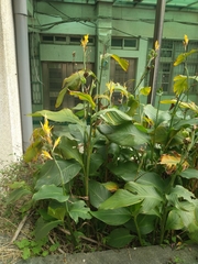 Canna indica