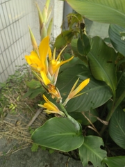 Canna indica