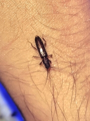Geropa concolor