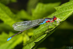 Erythromma