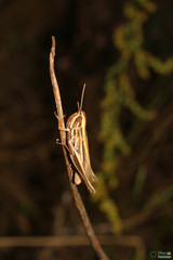 Euchorthippus pulvinatus