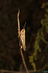 Euchorthippus pulvinatus