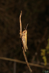 Euchorthippus pulvinatus